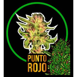 PUNTO ROJO FAST VERSION X12-DELIRIUM SEEDS
