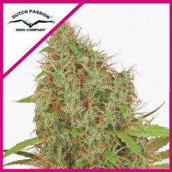 FEM Skywalker Haze X3 - Dutch Passion
