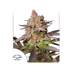 Melonade Runtz Fem x3 -Dutch Passion