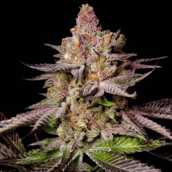 Auto Melonade Runtz X3 Dutch Passion