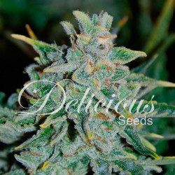 Northern Light Blue Auto X3 Delicious Seeds