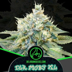 DLR Moby XL Fem - DeliriumSeeds