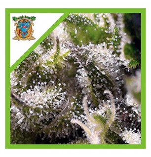 Cream Caramel Auto - Sweet Seeds