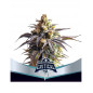 Critical XXL Auto BSF Seeds Critical XXL Auto BSF Seeds