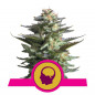 Amnesia Haze Feminizada Royal Queen Seeds Amnesia Haze Feminizada Royal Queen Seeds