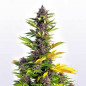 Purple kush X3 Feminizada - Buddha Seeds