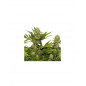 Skunk XL Royal Queen Seeds Skunk XL Royal Queen Seeds