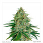 Super Skun Auto X3 - Seed Stockers Super Skun Auto X3 - Seed Stockers