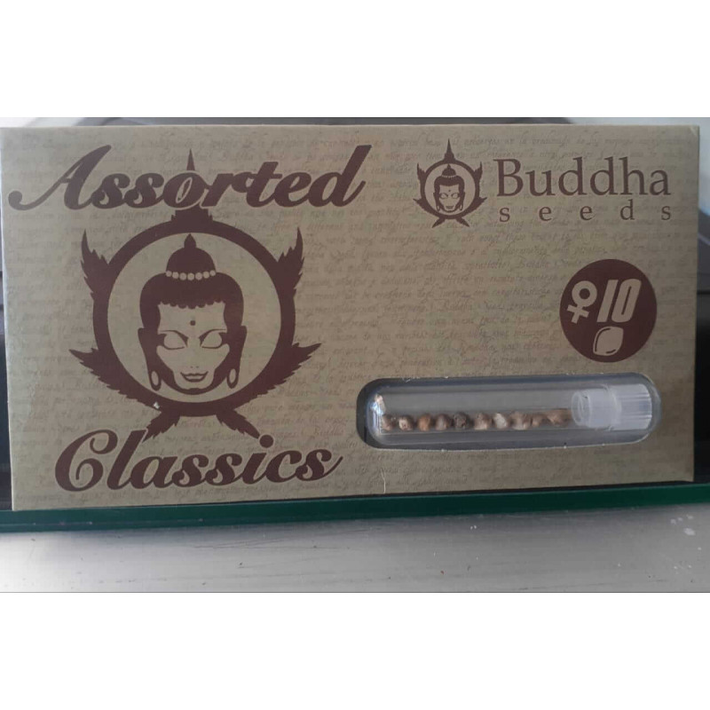 Assorted Buddha Classics Feminizada X10 - Buddha Seeds