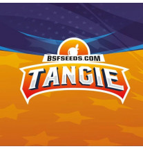 Tangie XXL Auto BSF Seeds