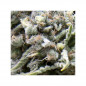Auto White Widow - Pyramid Seeds Auto White Widow - Pyramid Seeds