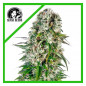 Big bud Sensi Seeds Big bud Sensi Seeds