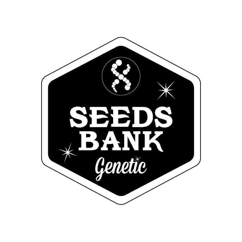 Auto White Widow - Seeds Bank Genetics