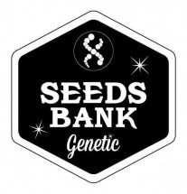 Auto White Widow - Seeds Bank Genetics