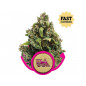 Candy kush express fast Candy kush express fast