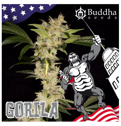 Gorilla Auto Buddha Seeds