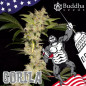 Gorilla Auto Buddha Seeds