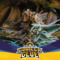 Gorilla Glue Auto BSF Seeds Gorilla Glue Auto BSF Seeds