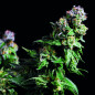 Purple Urkle Feminizada X3 + 1 - Pyramid Seeds Purple Urkle Feminizada X3 + 1 - Pyramid Seeds
