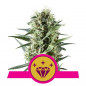 Special Kush 1 X3 - Royal Queen Seeds