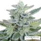 Super kush feminizada seedmakers Super kush feminizada seedmakers