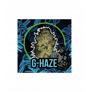Gorilla-Haze Auto Delirium Seeds