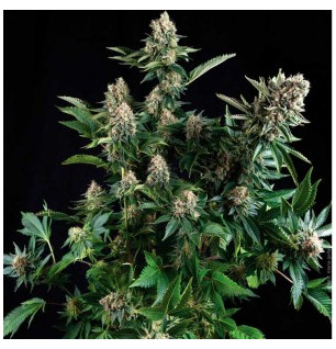 White Widow de Pyramid Seeds - X1 FEM