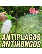 Control de plagas antiplagas hongos en cannabis marihuana