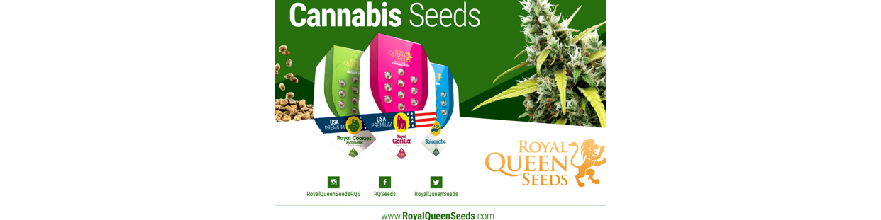Royal queen seeds catálogo