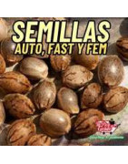 Semillas de marihuana cannabis
