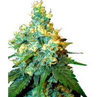 Semillas Jack Herer